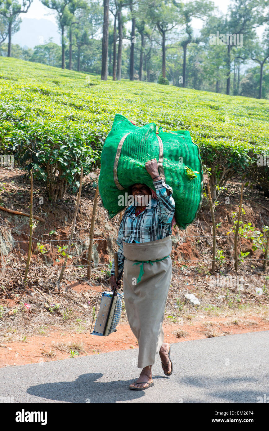 Ein Tee-Picker mit einer Tasche voll Tee auf dem Kopf in Munnar, Kerala Indien Stockfoto