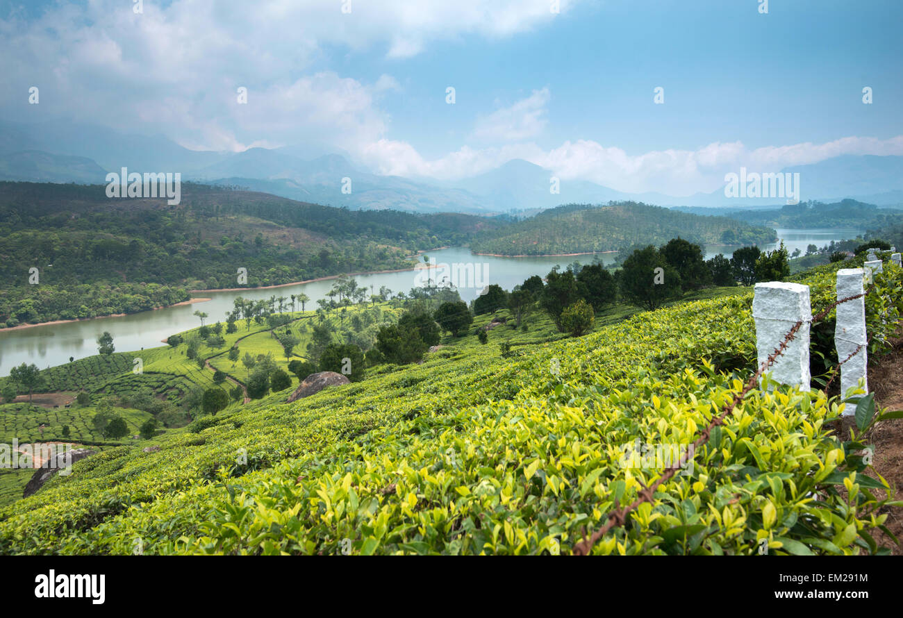 Teeplantagen in den Hügeln von Munnar, Kerala Indien Stockfoto