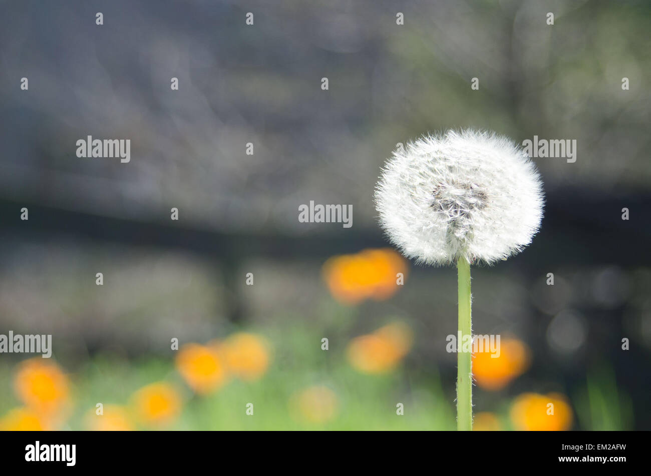 Wunsch-Blume mit Mohn Stockfoto