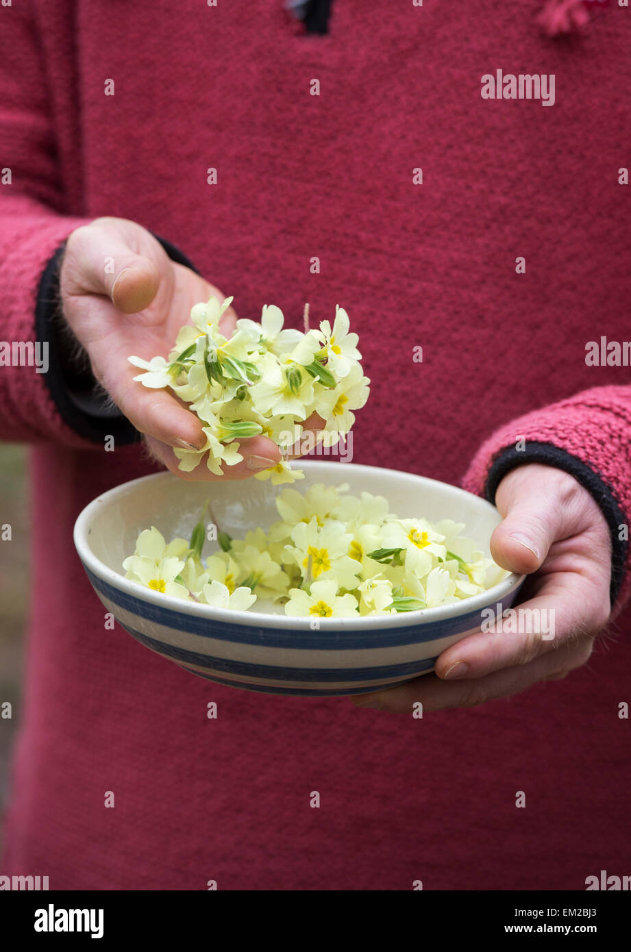 Primula Vulgaris. Mann, hält eine Schale mit gepflückten wilde Primel Blumen in einem Salat verwenden Stockfoto