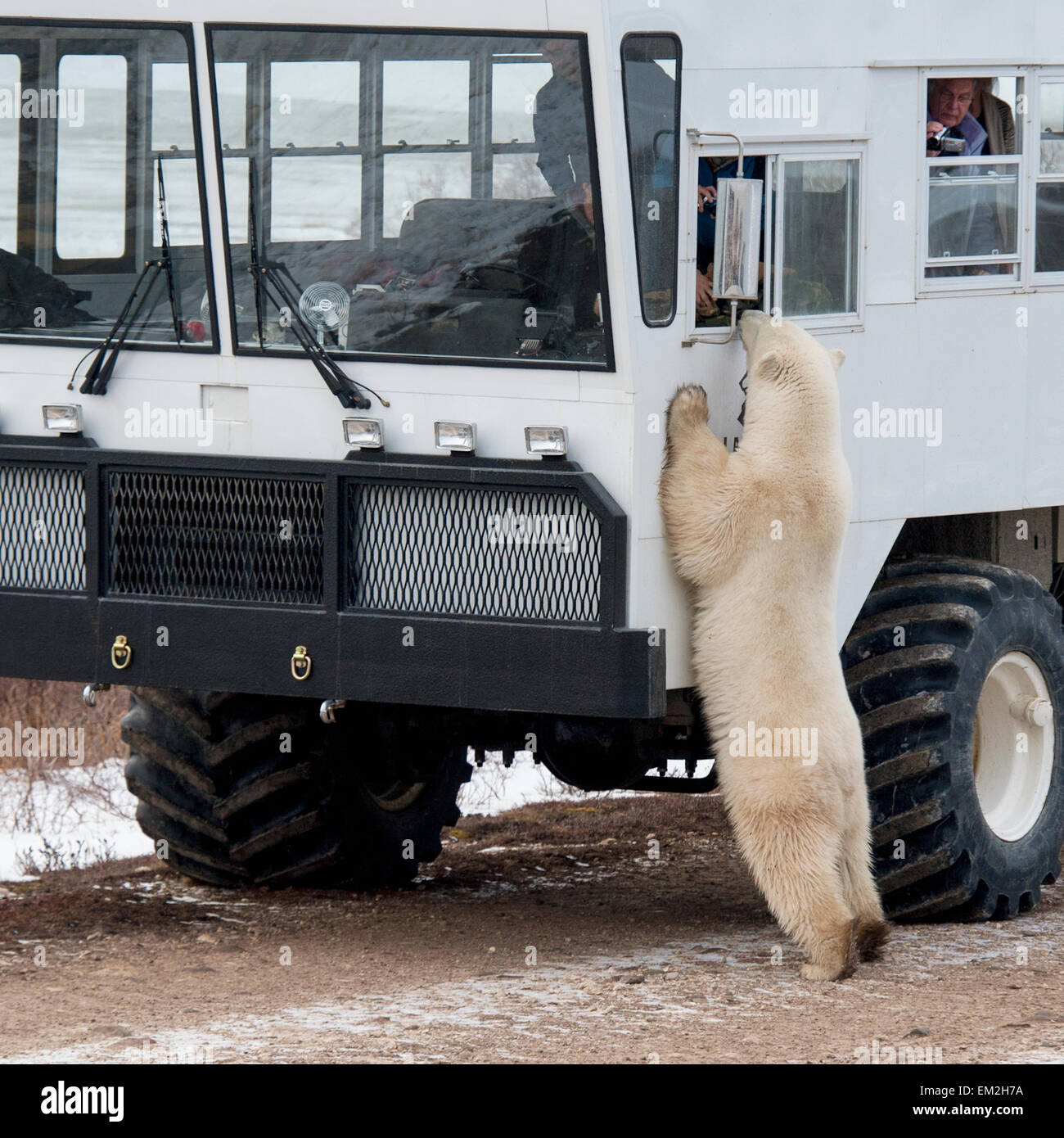 Ein Eisbär stehend gegen eine Tundra Fahrzeug wie Touristen aus dem Fenster fotografieren; Churchill Manitoba Kanada Stockfoto