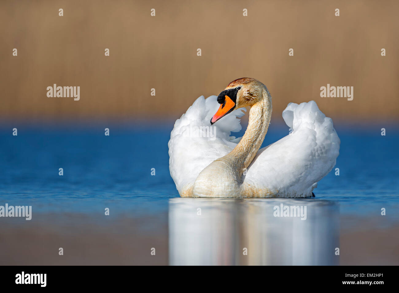 Höckerschwan (Cygnus Olor) männlich, Balz, mittlere Elbe-Biosphärenreservat, Sachsen-Anhalt, Deutschland Stockfoto