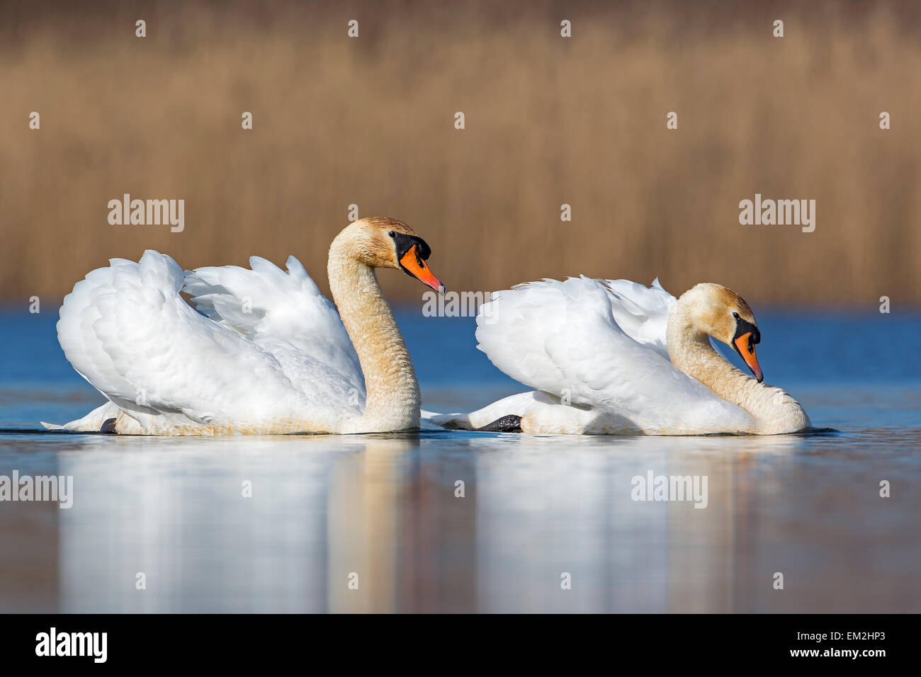 Höckerschwan (Cygnus Olor) paar, Balz, Biosphärenreservat mittlere Elbe, Sachsen-Anhalt, Deutschland Stockfoto