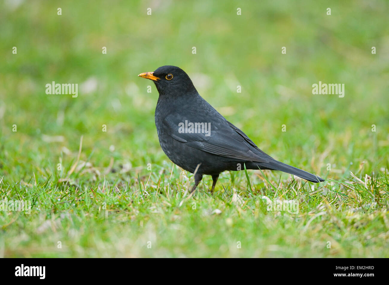 Amsel (Turdus Merula), Männlich, Thüringen, Deutschland Stockfoto