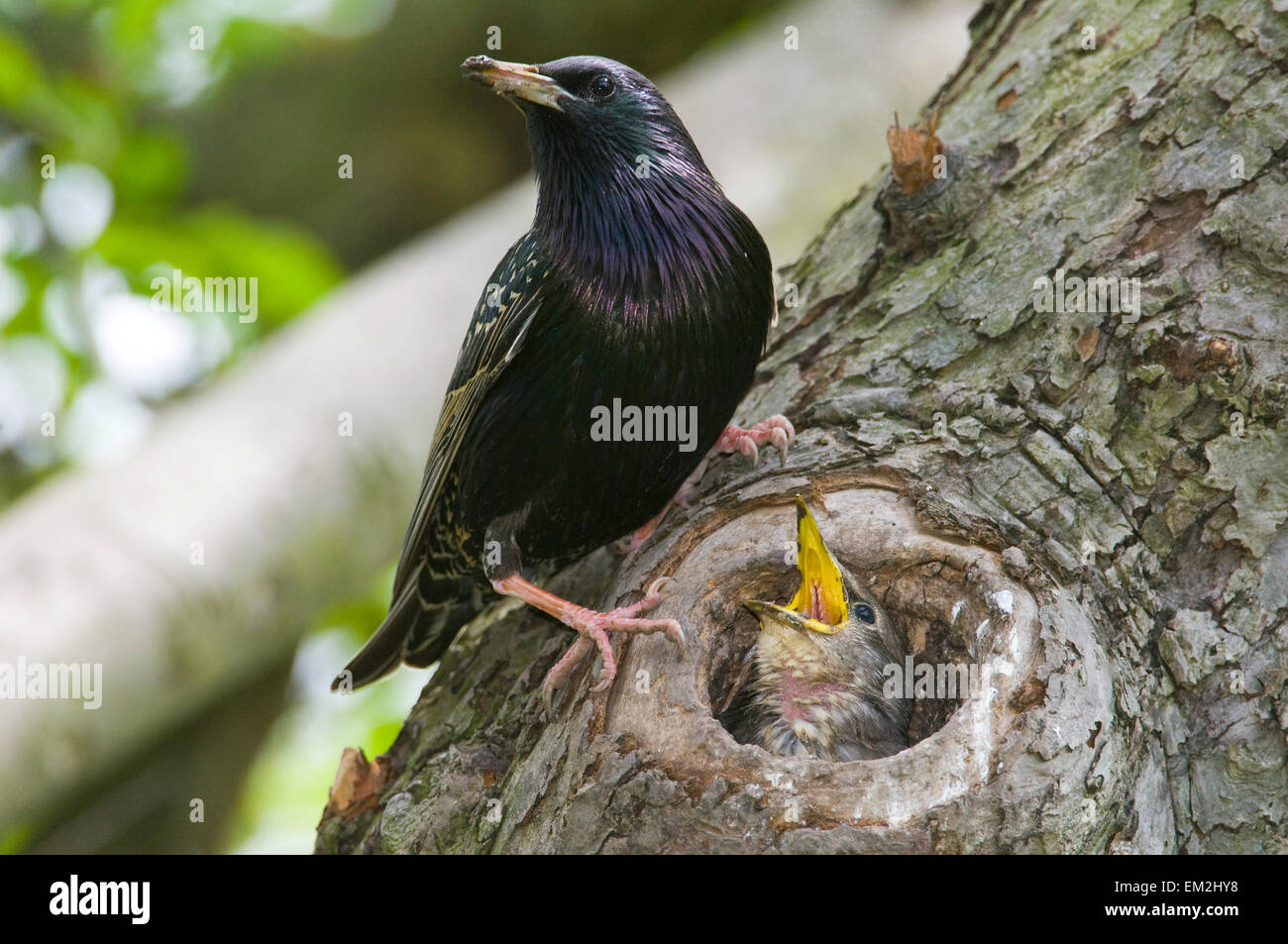 Europäischen Star (Sturnus Vulgaris), Erwachsene von seinem Nest, mit Nachwuchs, Thüringen, Deutschland Stockfoto