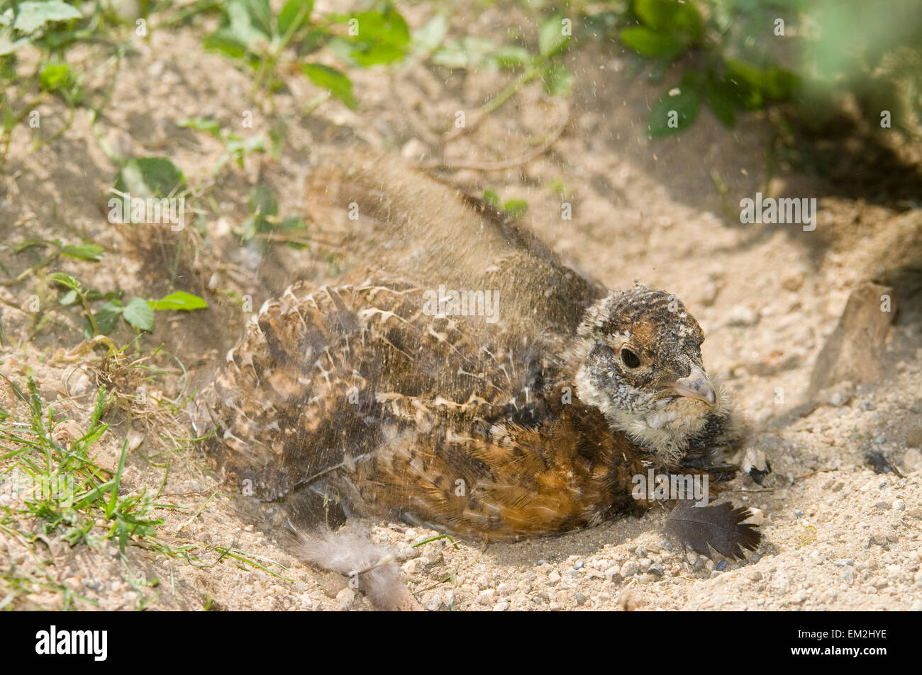 Auerhühner (at Urogallus), Jungvogel, Baden im Sand, Gefangenschaft, Nationalpark Bayerischer Wald, Bayern, Deutschland Stockfoto