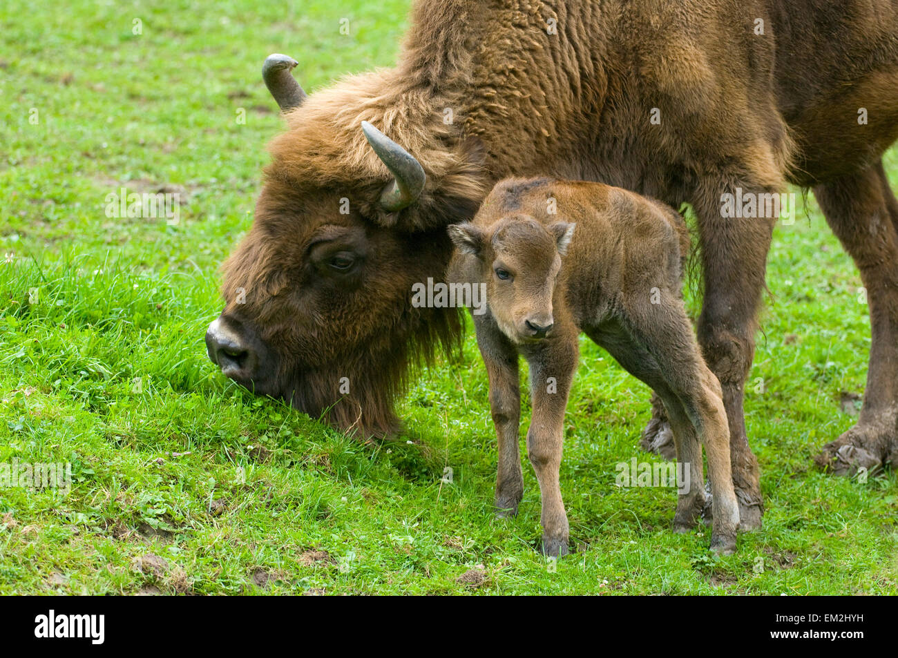 Bisons, Wisente (Bison Bonasus), Kuh und Kalb, Gefangenschaft, Thüringen, Deutschland Stockfoto