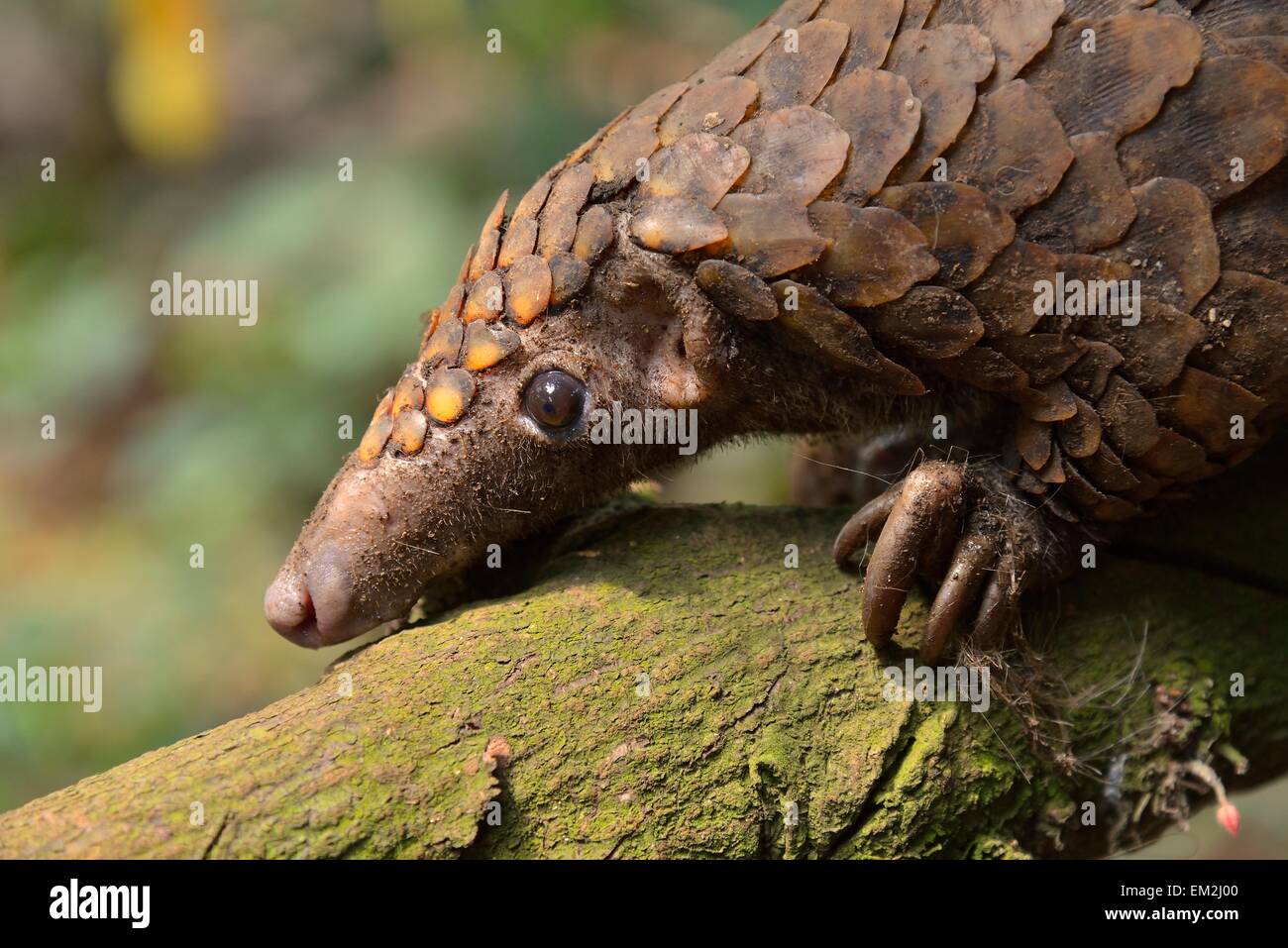 Phataginus Tetradactyla Stockfotos und bilder Kaufen Alamy
