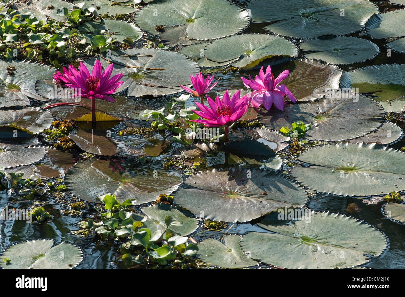 Lotosblumen (Nelumbo), Vembanad See, Kerala, Südindien, Indien Stockfoto