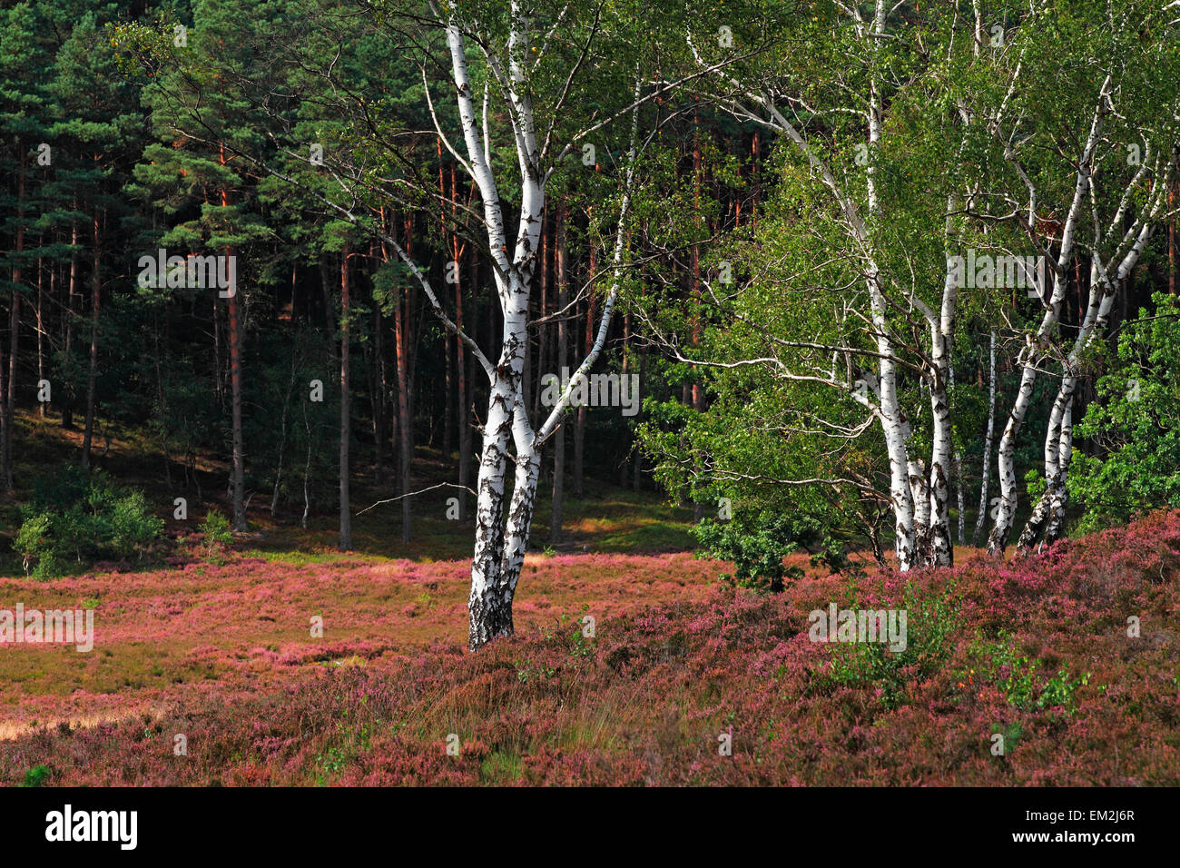 Birke (Betula) und Kiefer (Pinus Sylvestris) in einer Landschaft mit blühenden Heidekraut (Calluna Vulgaris) Stockfoto