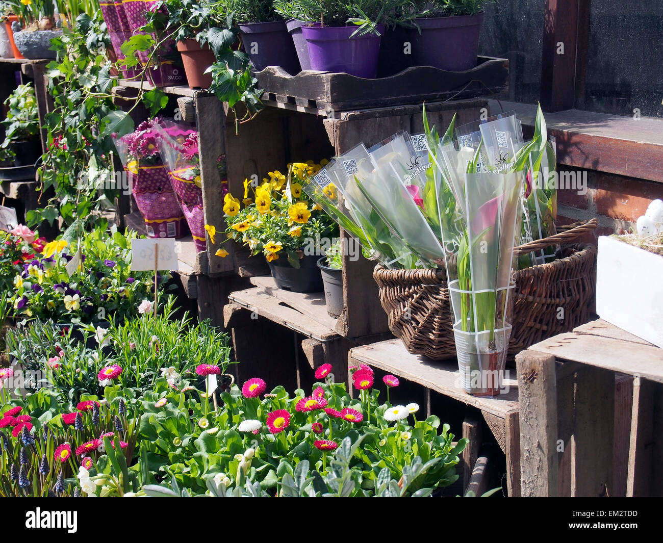 Blumen arrangiert für den Verkauf auf dem Bürgersteig vor Lavendel blau Floristen-Shop in der Marktstadt von Aylsham, Norfolk Stockfoto