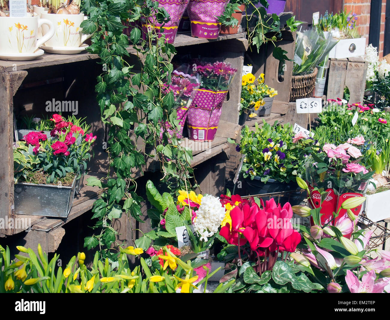 Blumen arrangiert für den Verkauf auf dem Bürgersteig vor Lavendel blau Floristen-Shop in der Marktstadt von Aylsham, Norfolk Stockfoto