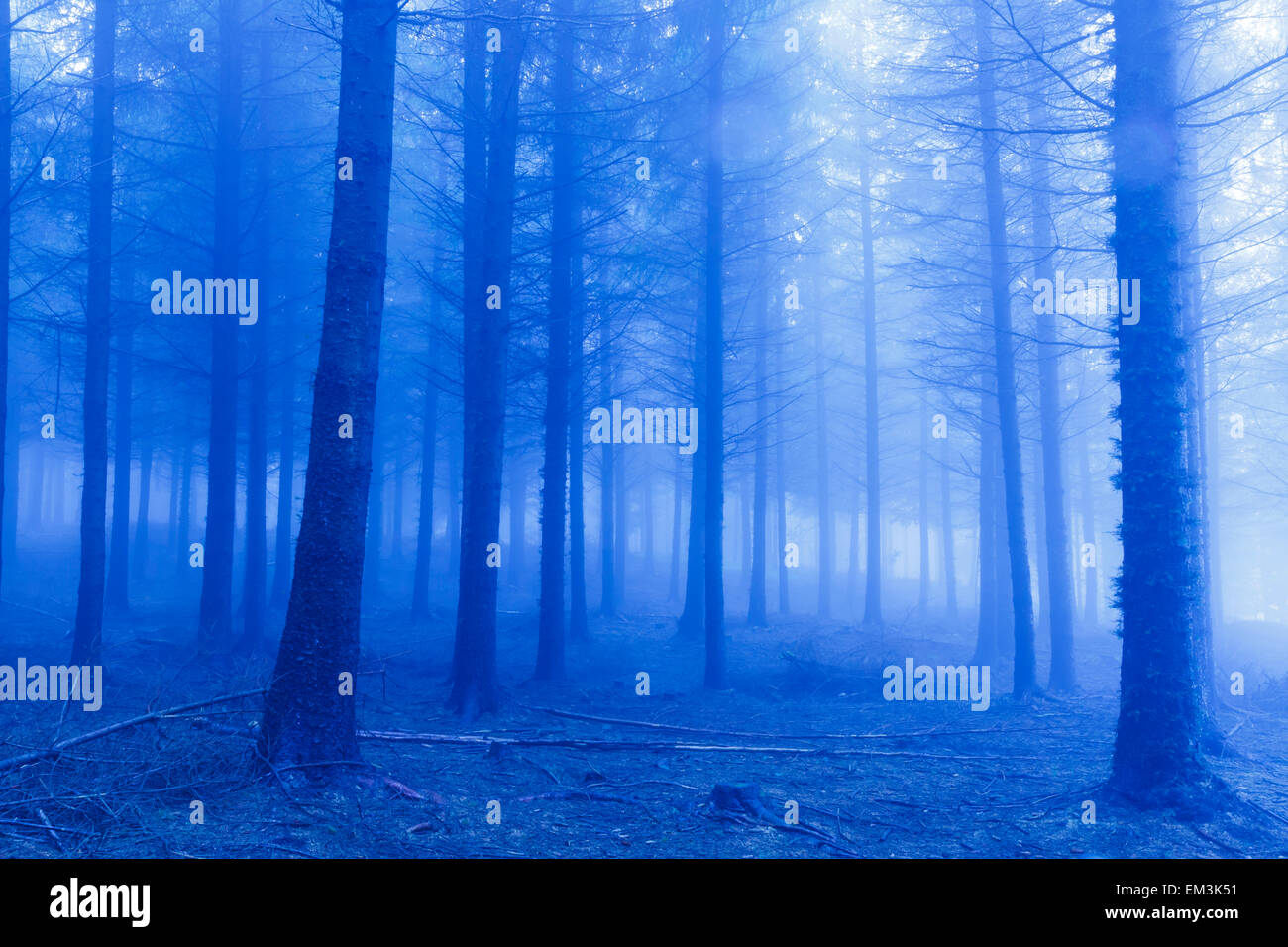 Pinienwald. Gorbeia Naturpark. Biskaya, Baskisches Land, Spanien. Europa. Stockfoto