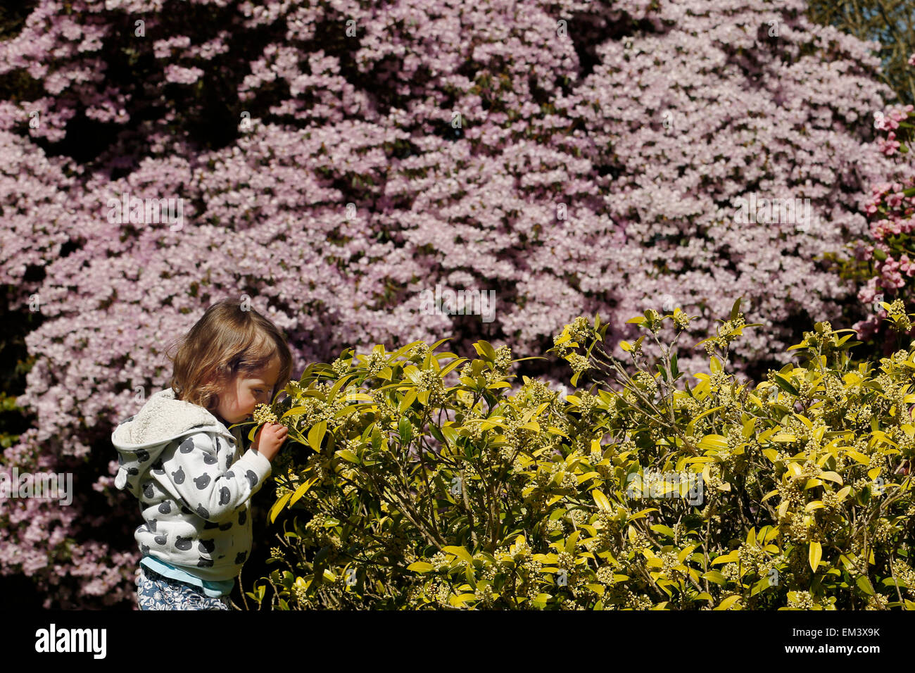 Drei Jahre alte Lottie riecht Blumen, als sie in das warme Frühlingswetter am Borde Hill Gardens in der Nähe von Haywards Heath in Sussex spielt Stockfoto