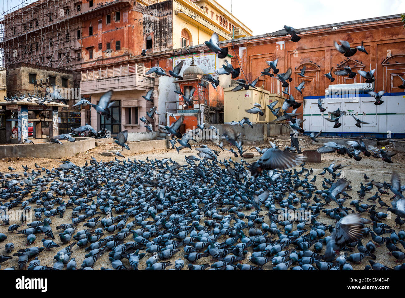 Stadtplatz in Jaipur, Rajasthan, wo Leute kommen, um Angebote zu den lokalen Tauben als Glücksbringer zu machen. Stockfoto