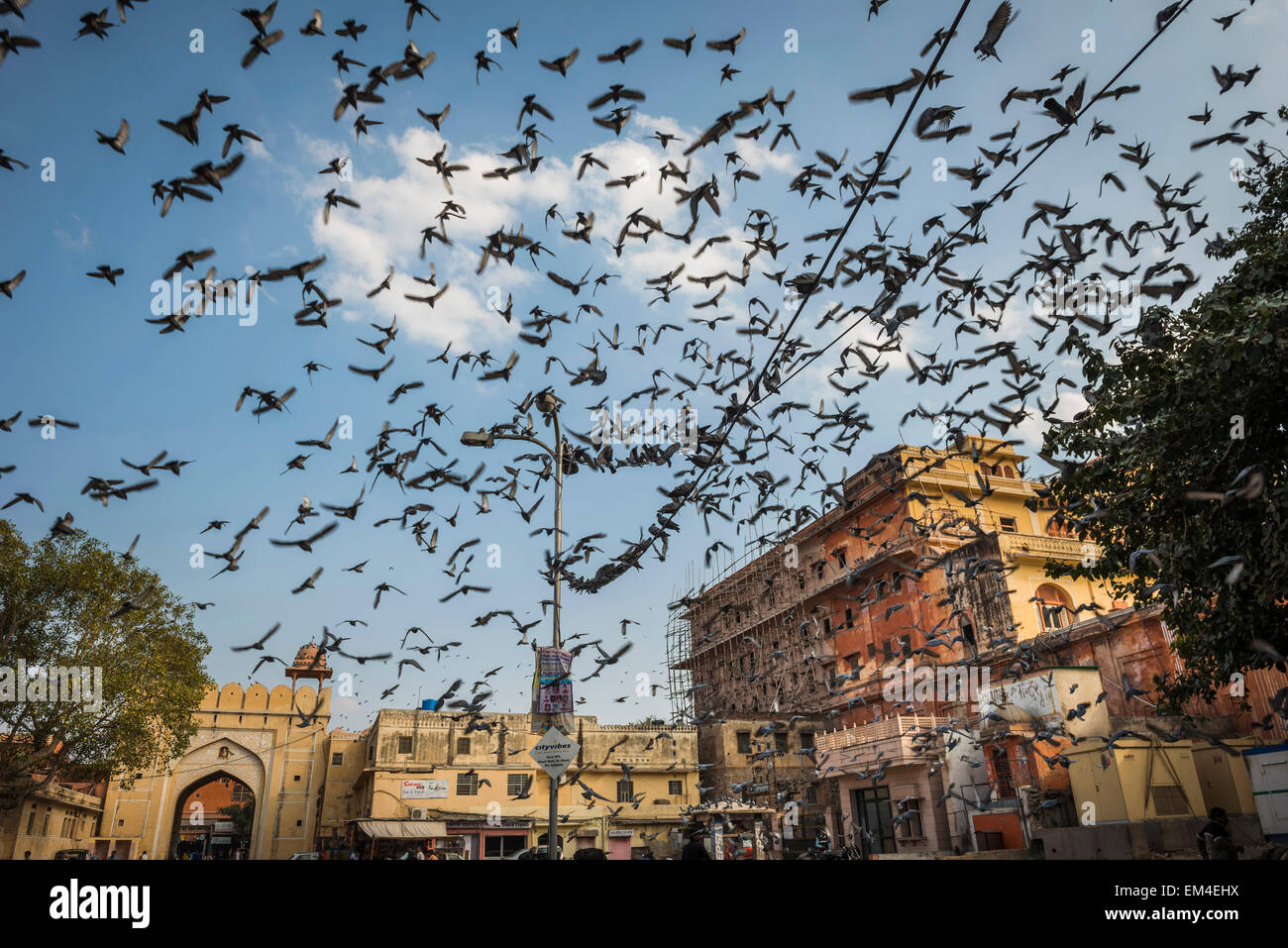 Stadtplatz in Jaipur, Rajasthan, wo Leute kommen, um Angebote zu den lokalen Tauben als Glücksbringer zu machen. Stockfoto