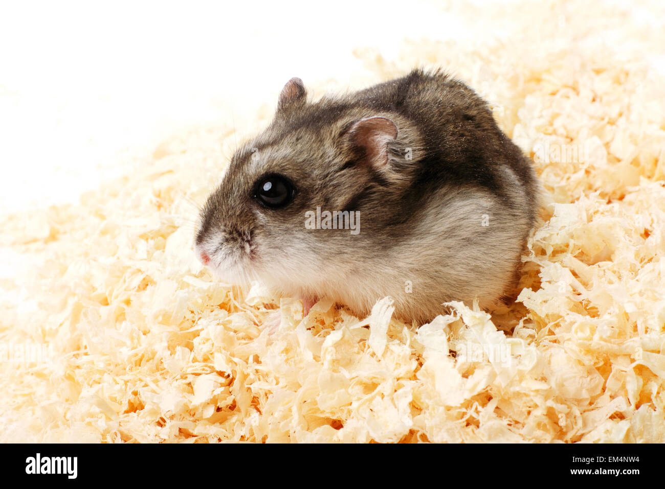 Artepithet Hamster im Sägemehl Stockfoto