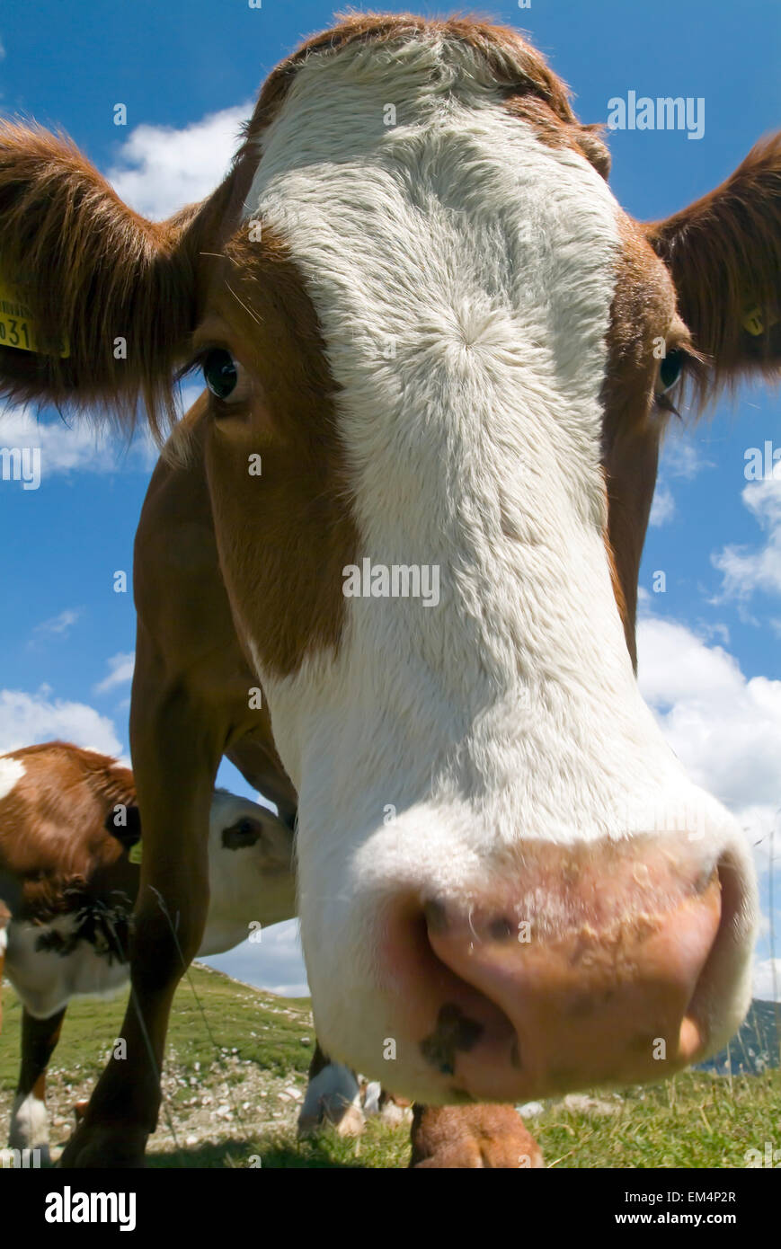 Rote weiße Kuh in den Alpen-Österreich-Europa Stockfoto