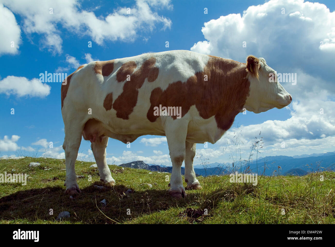 Rote weiße Kuh in den Alpen-Österreich-Europa Stockfoto