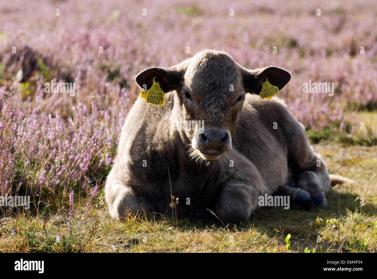 Kuh im New Forest, Dorset, Großbritannien, Europa Stockfoto