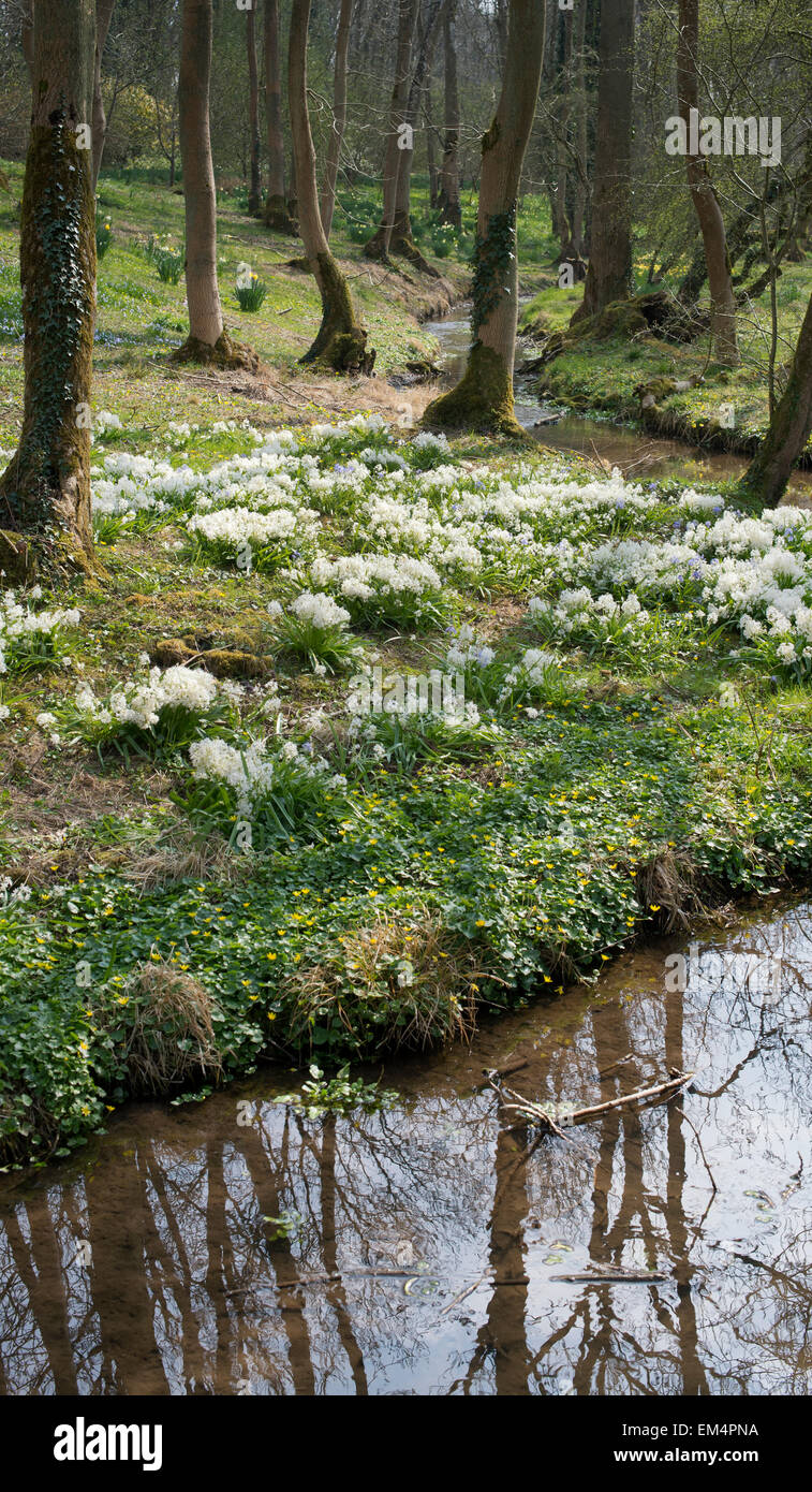 Scilla Siberica Alba. Sibirischer Blaustern in Evenley Holz Gärten, Evenley, Northamptonshire, UK Stockfoto