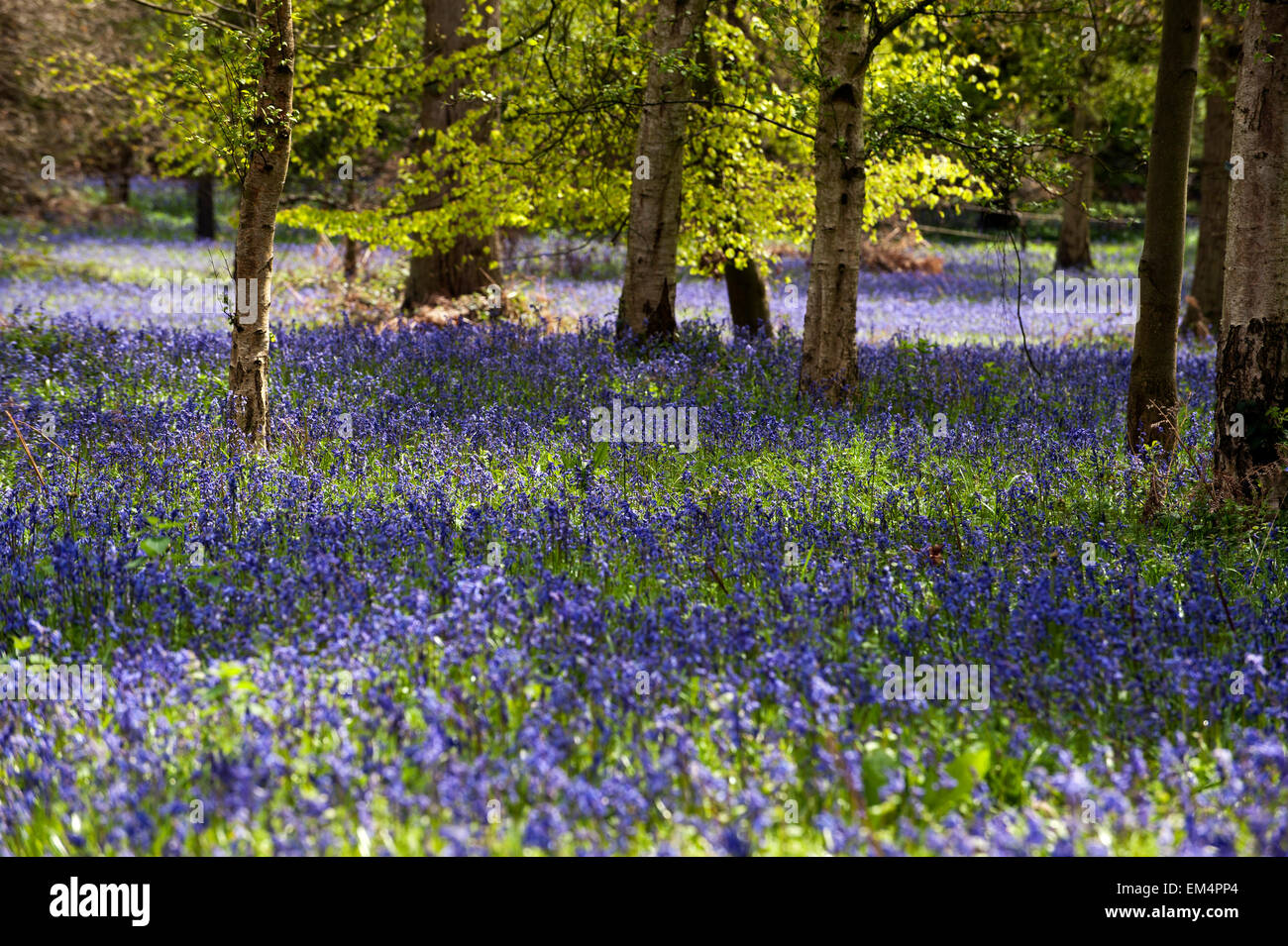 Glockenblumen (Endymion Nonscriptus) auf Waldlichtung England Großbritannien Großbritannien Europa Stockfoto