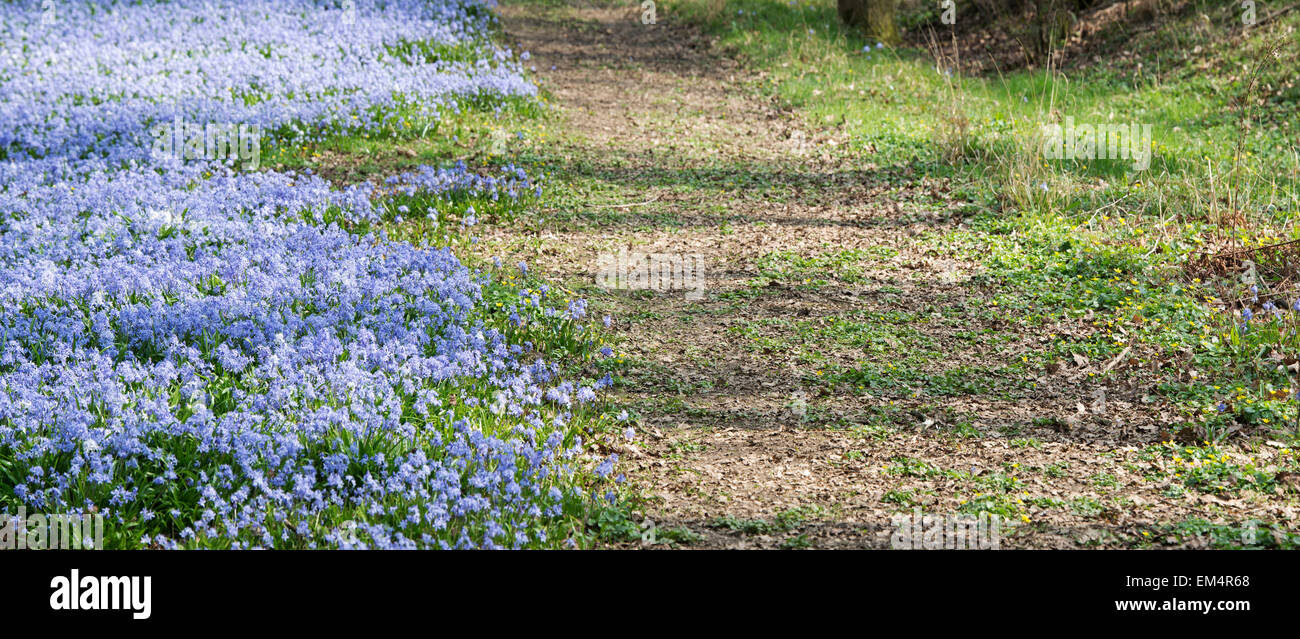 Scilla siberica. Sibirische blausterne in Evenley Holz Gärten, Evenley, Northamptonshire, England Stockfoto