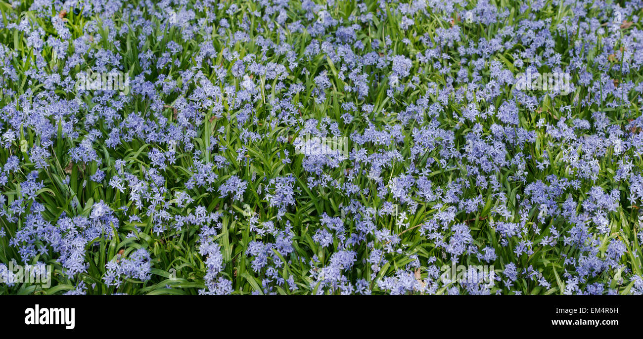 Scilla siberica. Sibirische blausterne in Evenley Holz Gärten, Evenley, Northamptonshire, England Stockfoto