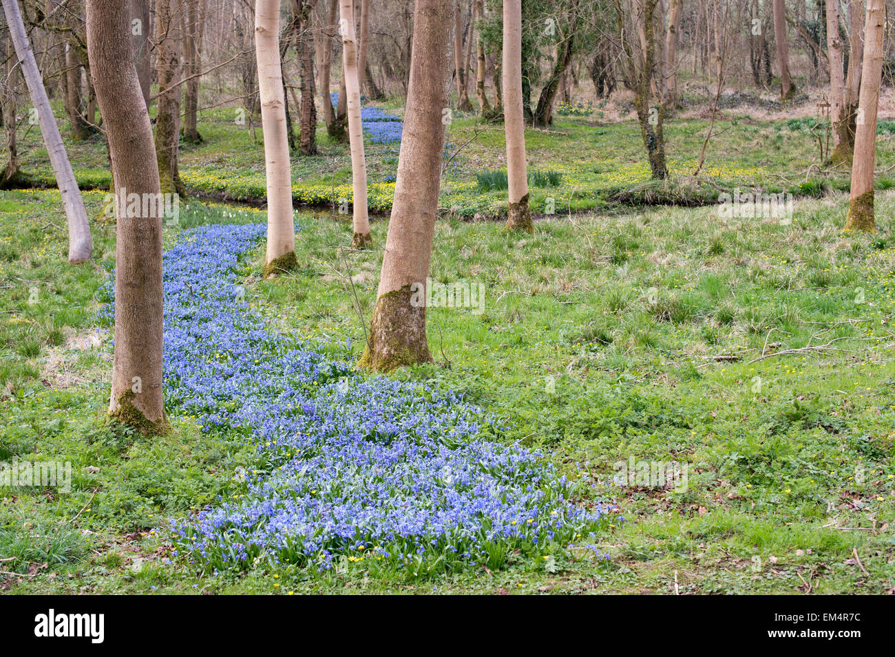 Scilla siberica. Sibirische blausterne in Evenley Holz Gärten, Evenley, Northamptonshire, England Stockfoto
