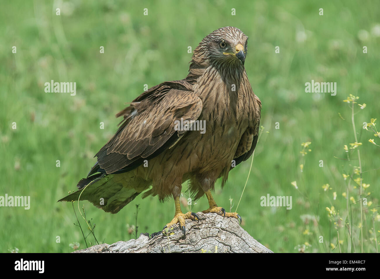 Schwarzmilan (Milvus Migrans) Stockfoto
