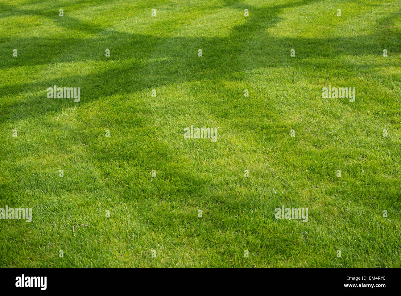 Baum Schatten auf gemähten Rasen Stockfoto