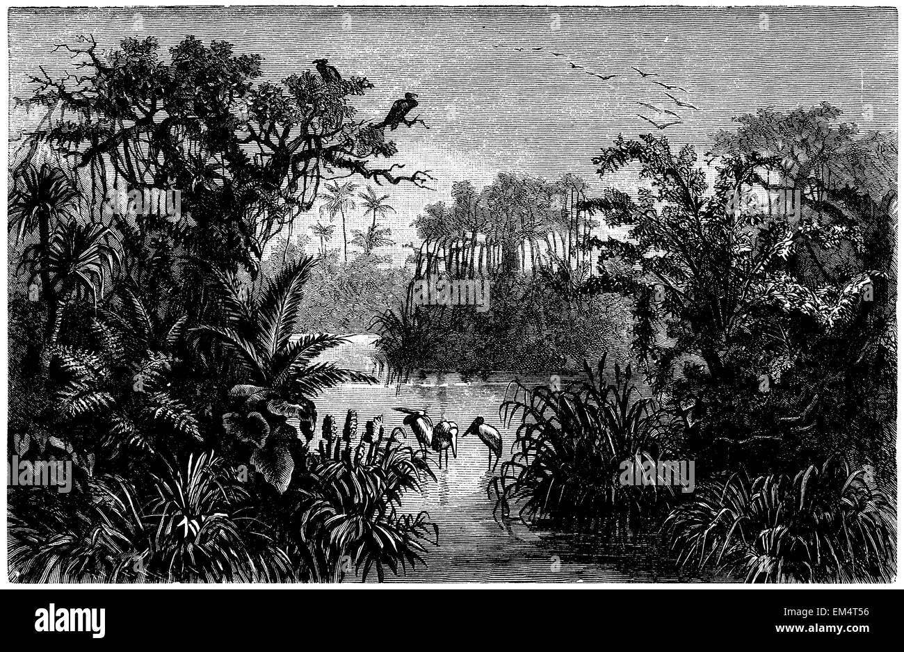Indischen Dschungel mit Pandanus, Mangroven, Geier und Marabu Stockfoto