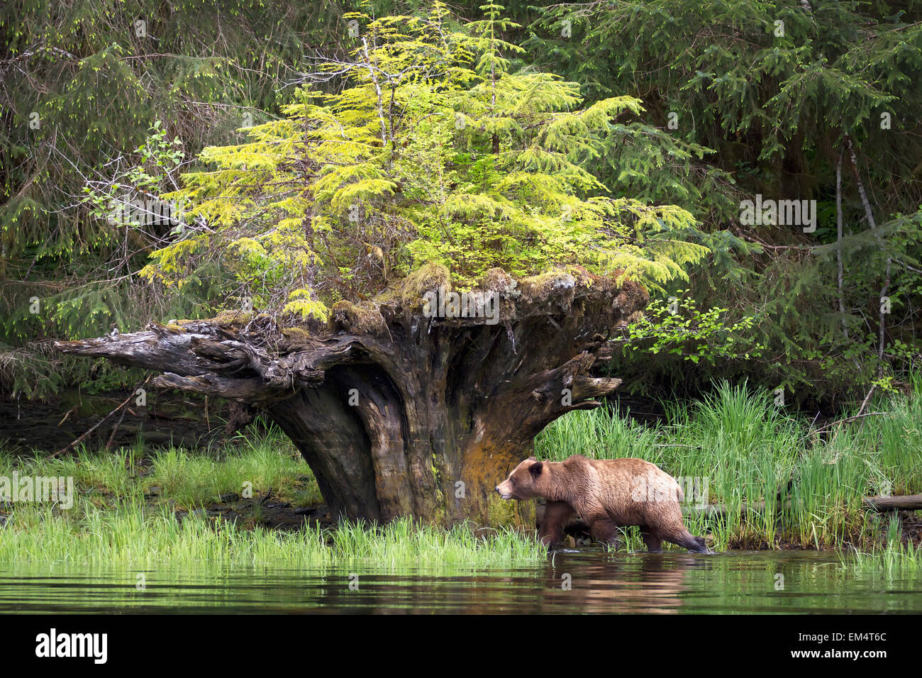 Erkunden Sie zu Fuß, Teich, Grizzly Bear, Baum, entwurzelt Stockfoto