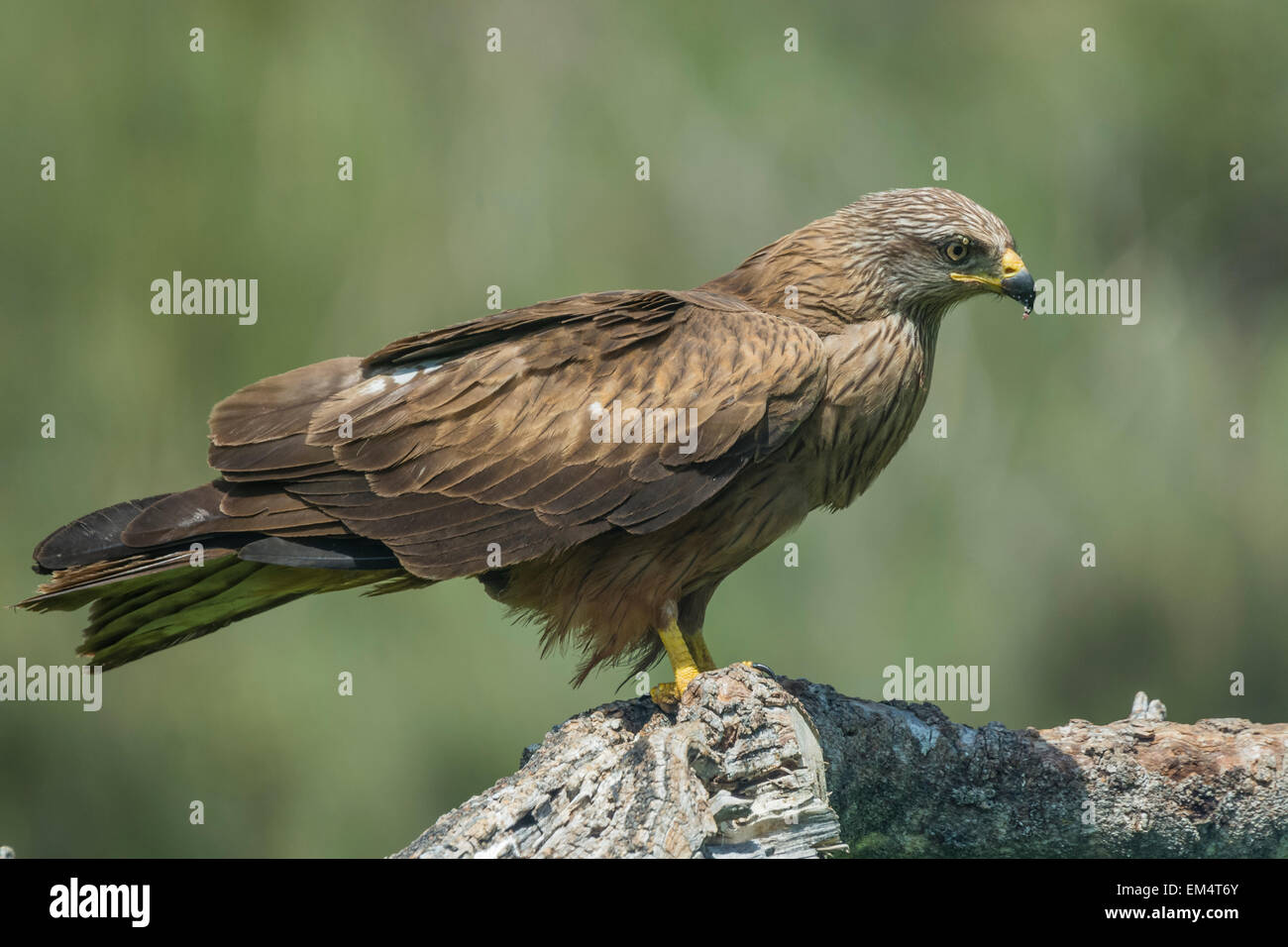 Schwarzmilan (Milvus Migrans) Stockfoto