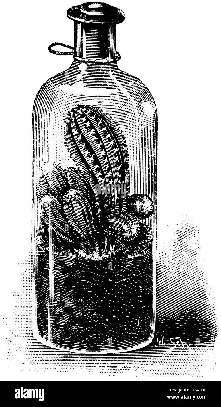 Kaktus-Sämlinge in einem versiegelten pharmazeutischen Fläschchen Stockfoto
