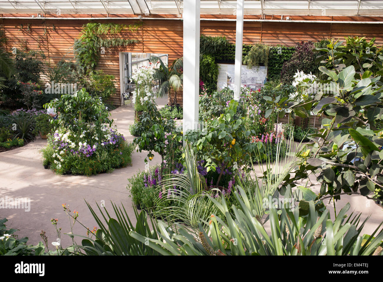 Gemäßigte Zone im Gewächshaus bei RHS Wisley Gardens. Surrey, England Stockfoto