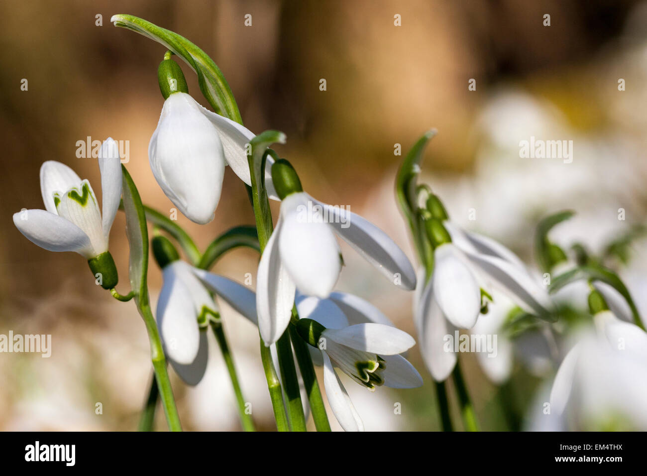 Nahaufnahme von Schneeglöckchen Galanthus Nivalis in einem Waldgebiet Stockfoto