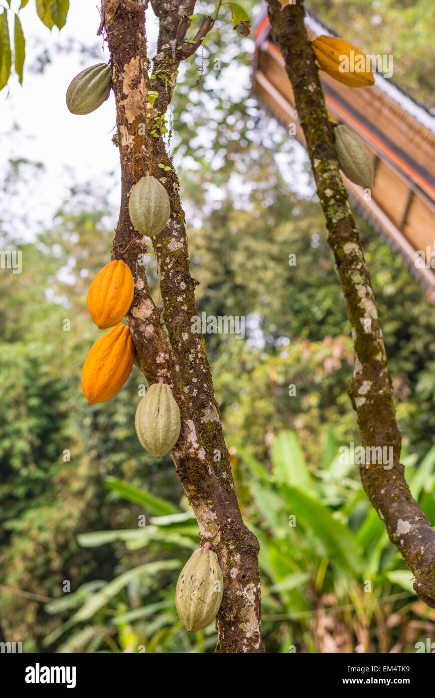 Nahaufnahme von einem Kakaobaum Kakaobohnen eingedenk der verschiedenen Grad der Reifung, von gelb bis grün. Fokus auf Vordergrund. Stockfoto
