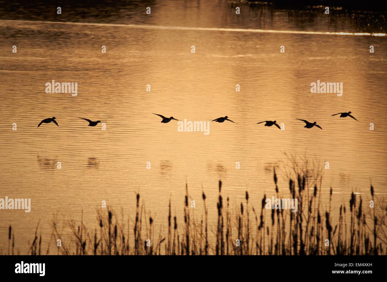 Vögel fliegen über dem See im Morgenlicht der aufgehenden Sonne. Stockfoto