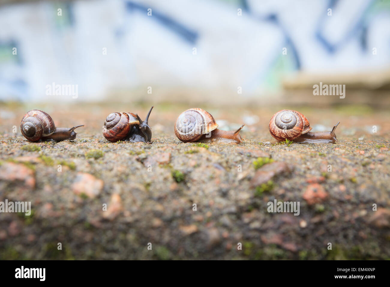 Gruppe von kleinen Schnecken, die in Zukunft Stockfoto