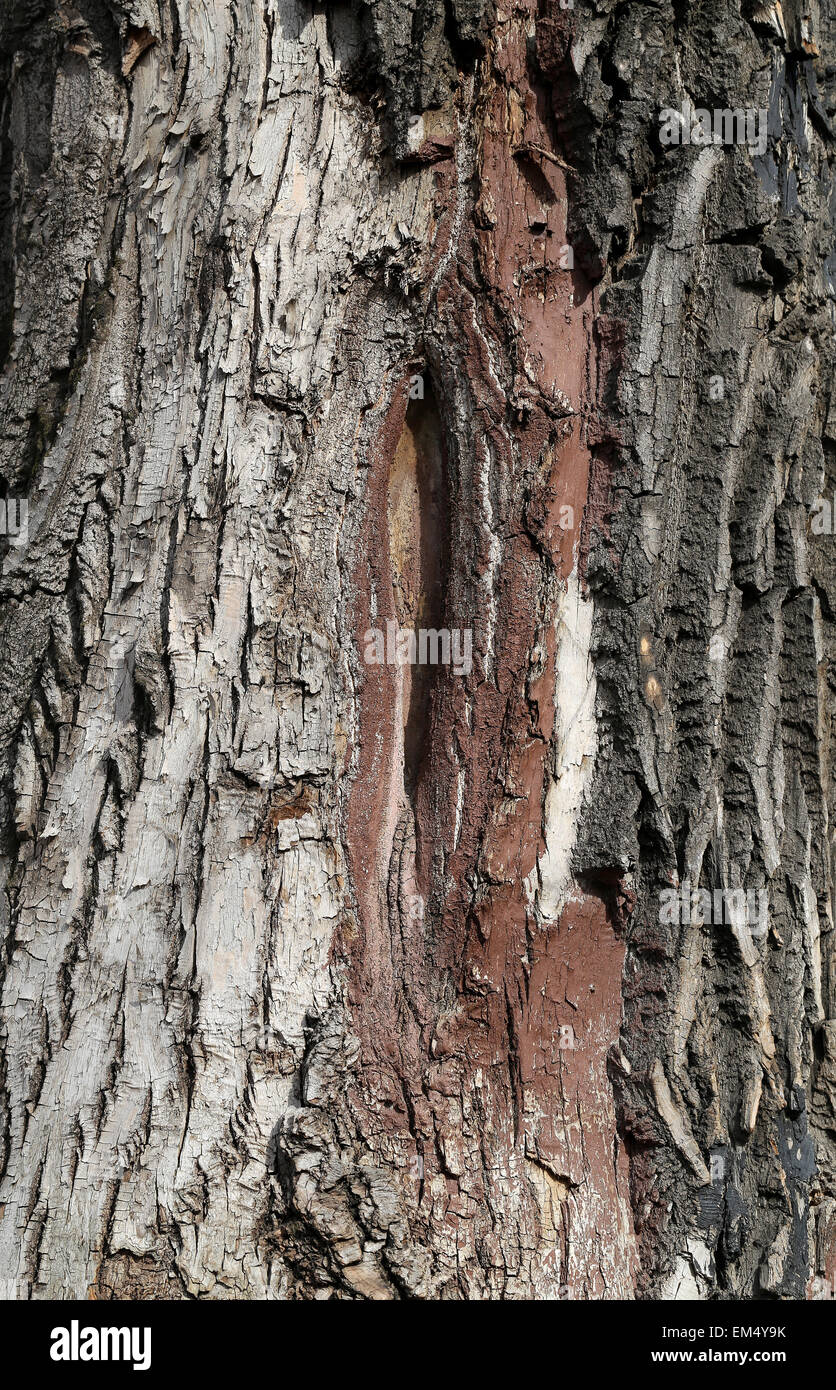 Rinde des Baumes wird oben in der Nähe fotografiert. Stockfoto