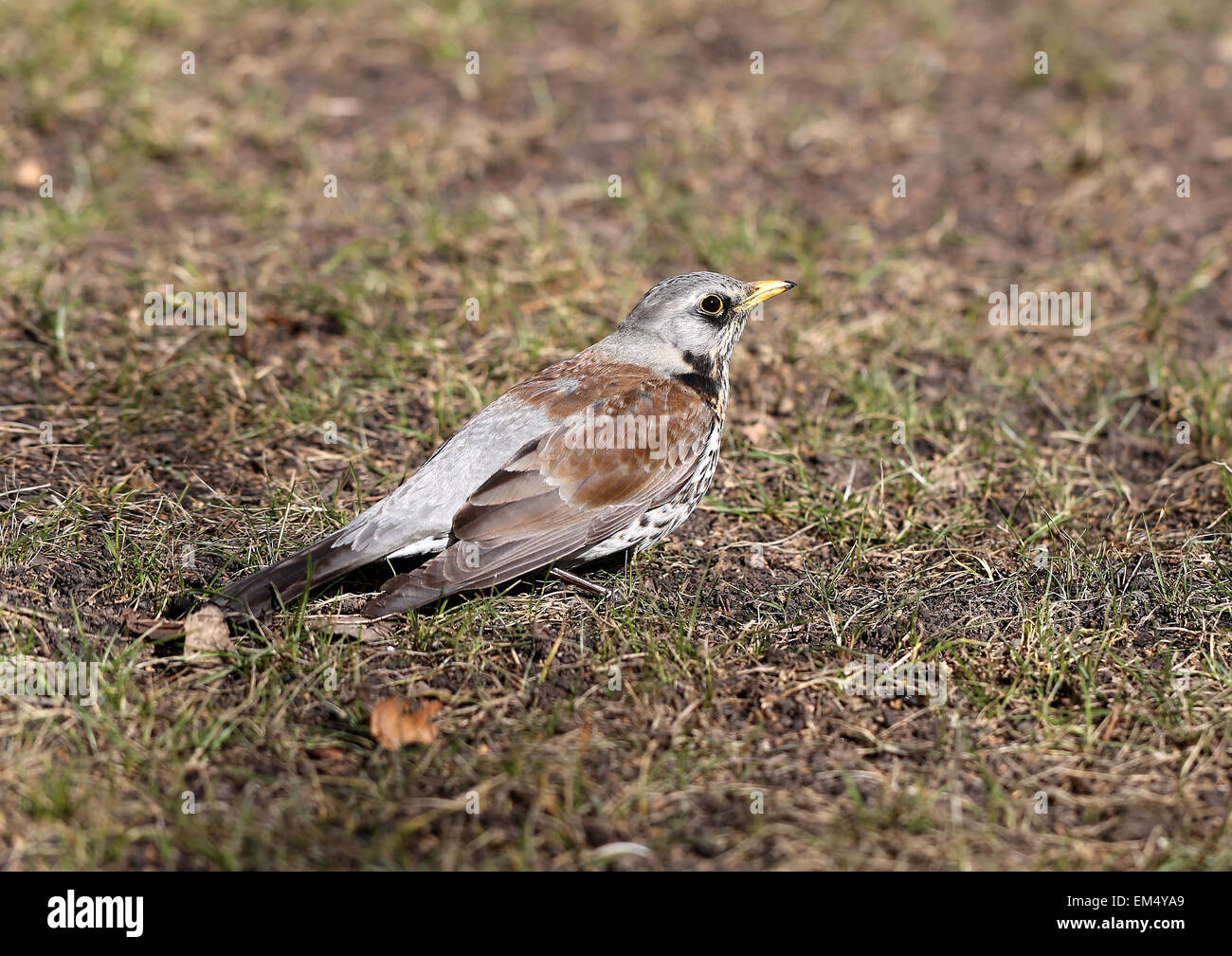 Schöner Vogel Amsel sitzt auf dem Boden fotografiert hautnah Stockfoto