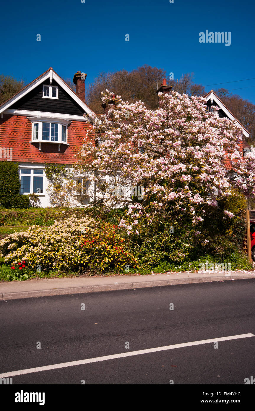 Landhaus mit Garten Magnolie Baum In voller Blüte In der Front Stockfoto