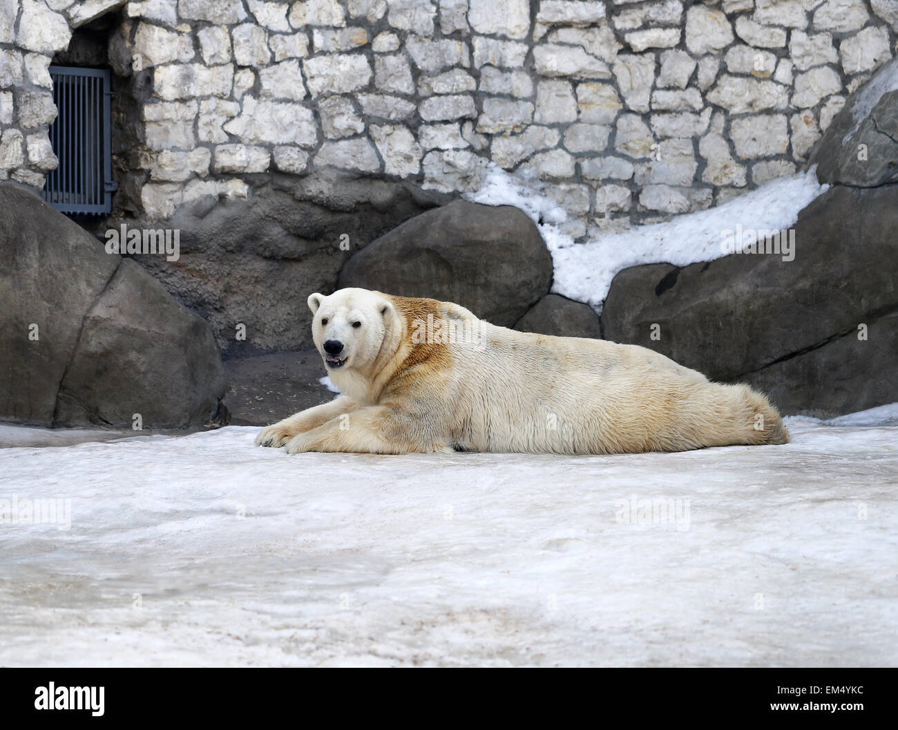 Eisbären spielen im Schnee im zoo Stockfoto