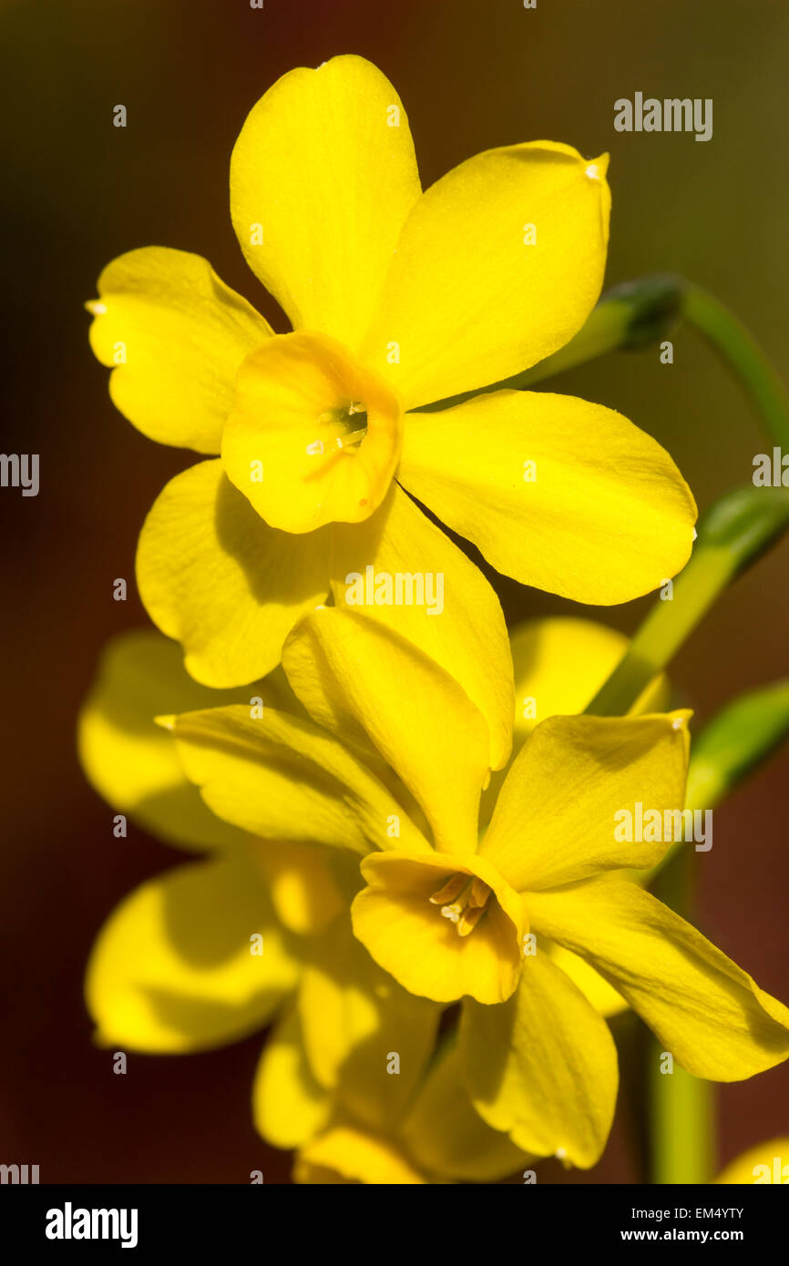 Duftende Miniatur-Narzissen der Frühling Blüte Jonquil, Narcissus Jonquilla "Baby Moon" Stockfoto