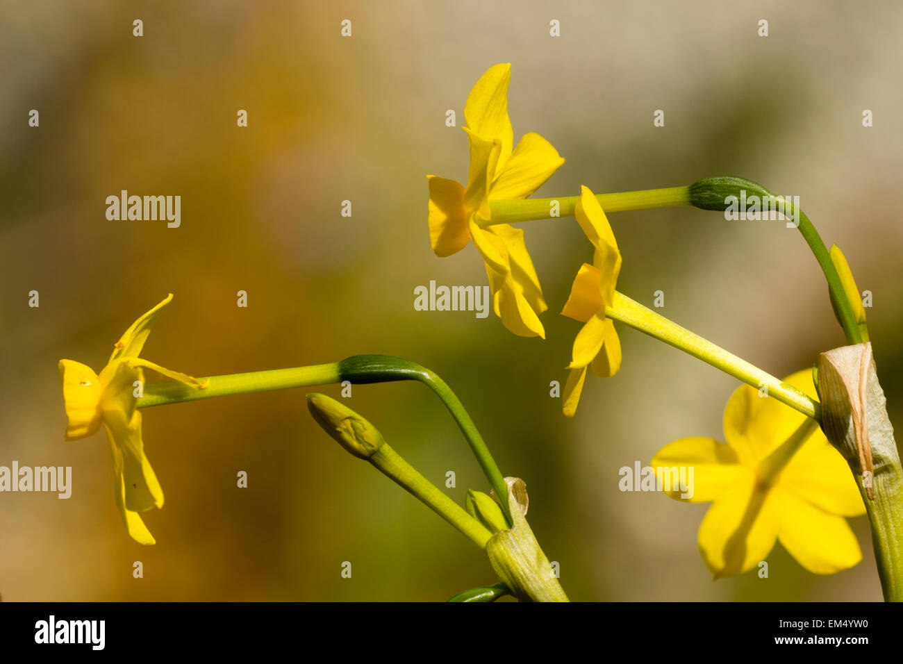 Duftende Miniatur-Narzissen der Frühling Blüte Jonquil, Narcissus Jonquilla "Baby Moon" Stockfoto