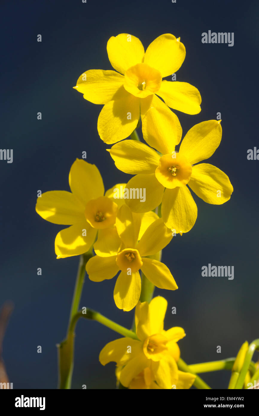 Duftende Miniatur-Narzissen der Frühling Blüte Jonquil, Narcissus Jonquilla "Baby Moon" Stockfoto