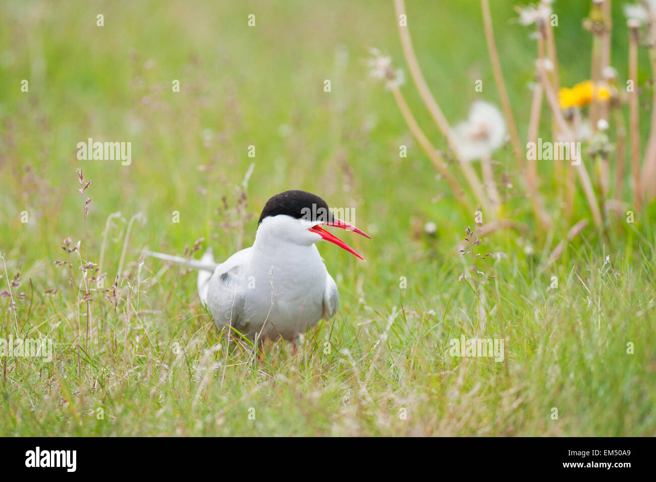 Küstenseeschwalbe (Sterna Paradisaea) sitzen auf Boden mit Rasen, Island Stockfoto