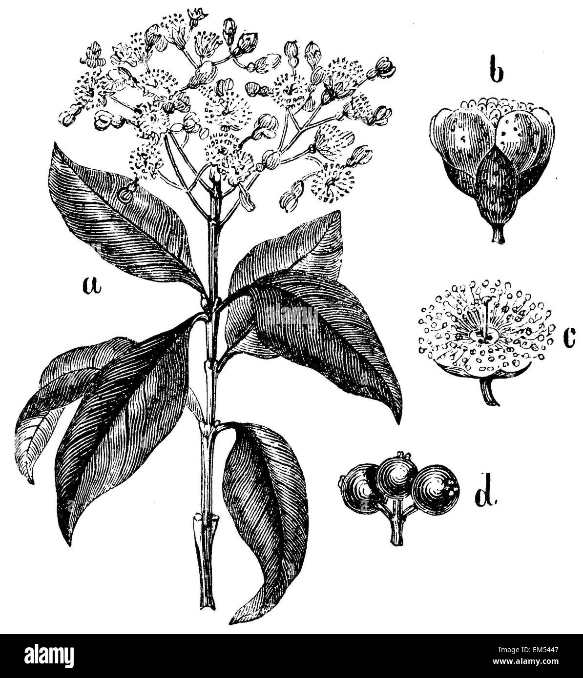 Myrtus. (a) Zweig,, b) Knospe, (c) Blume, d) Obst Stockfoto