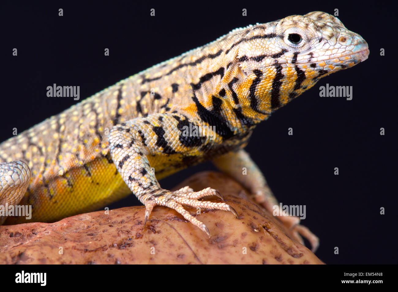 Peru-Pacific-Leguan (Microlophus Peruvianus) Stockfoto